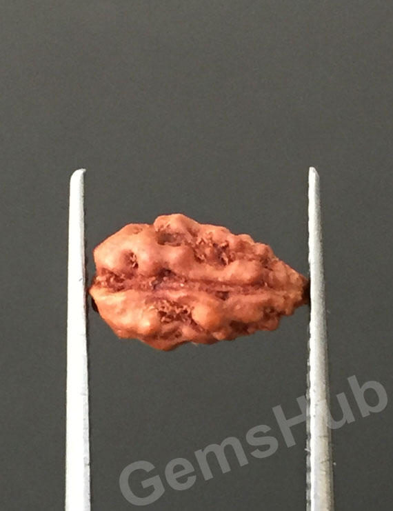 1 Face/Mukhi Certified Indonesian Rudraksha
